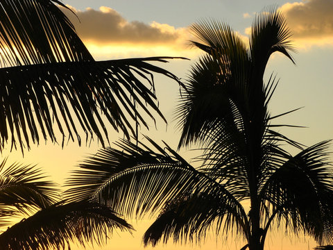 Palmenblätter bei Sonnenuntergang