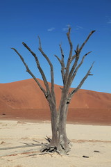 Dead Vlei Namib Wüste Sossusvlei Namibia - 27204690