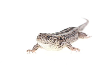 Brown lizard isolated on white background