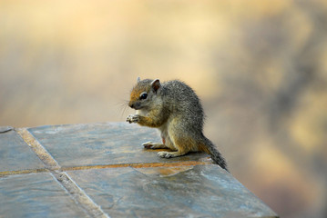 Erdhörnchen sitzend