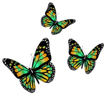 three butterflies on a white background