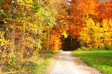 Weg in den Herbstwald