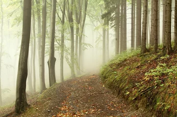 Rolgordijnen Lane loopt door herfstbossen op een mistige ochtend © Aniszewski