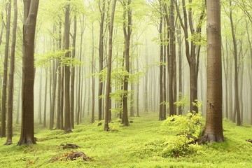 Spring beech forest with mist moving between the trees