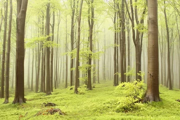 Foto op Plexiglas Lente beukenbos met mist die tussen de bomen beweegt © Aniszewski