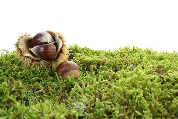 Ch&acirc;taignes sur du lichen