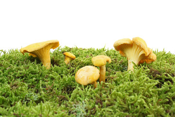 Giroles sur du lichens