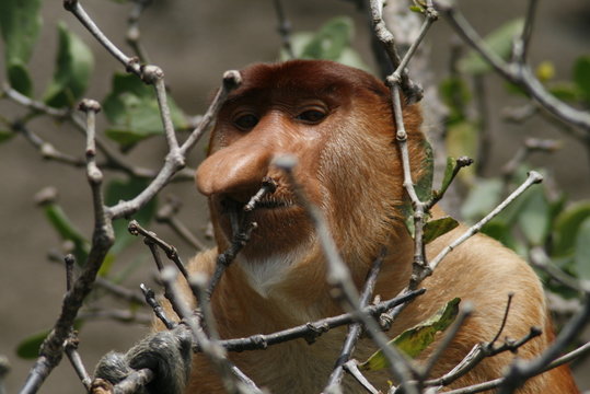 Mono narigudo
