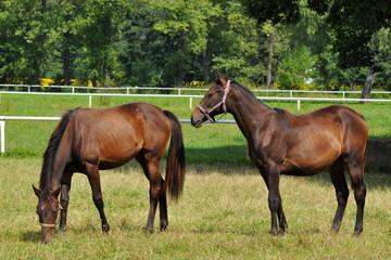 young horses