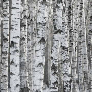Winter Birch Tree Forest Background
