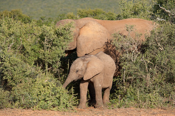 Young African elephant