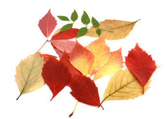 Fototapeta na wymiar Twigs with color autumn leaves