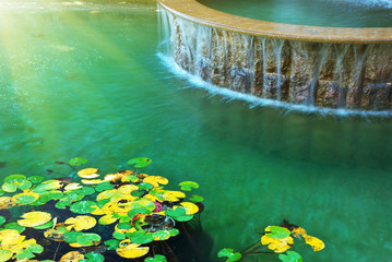 Water and leafs from water lily