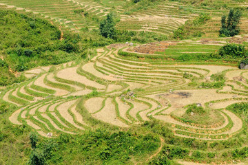 Vietnam - Sapa Rice Paddy