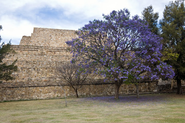 Flowering tree, Mexico