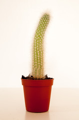 Kaktus 4