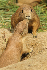 Prairie dogs kissing