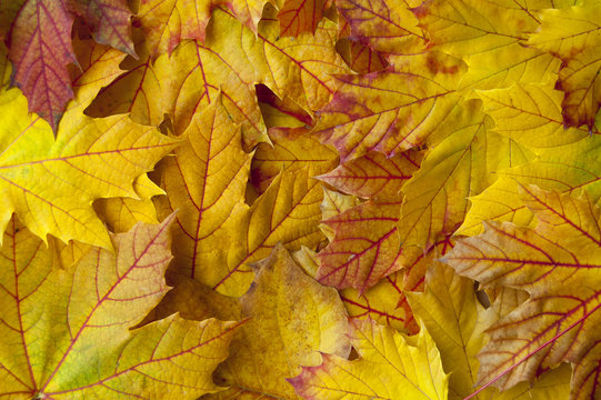 Leaves background