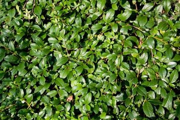 cotoneaster dammeri (latin name)