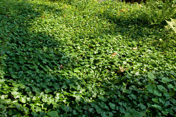 floor of plant