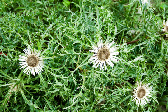 carlina agrulis