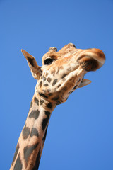 girafe, portrait