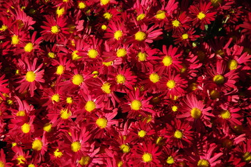 Czerwone kwiaty © emar