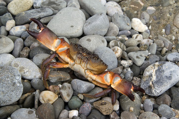 Crab on the pebbles