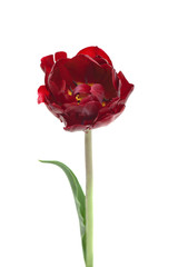 burgundy Double Peony Tulip isolated on white