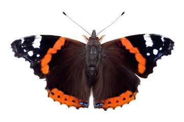 Red Admiral butterfly - obrazy, fototapety, plakaty