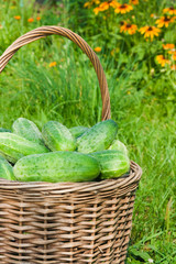 Harvest cucumbers
