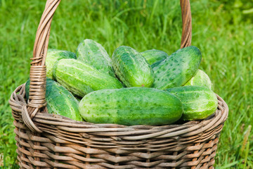 Cucumbers in a basket
