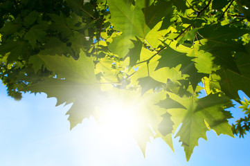 Green leafe  of maple in sunny day.