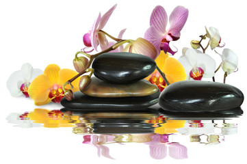 Orchideen 93