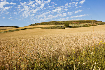 Ährenparadies