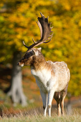 profile of male fallow deer