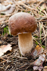 Boletus edulis