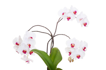 beautiful fresh orchid