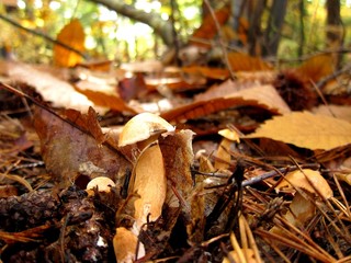 cèpe des pins