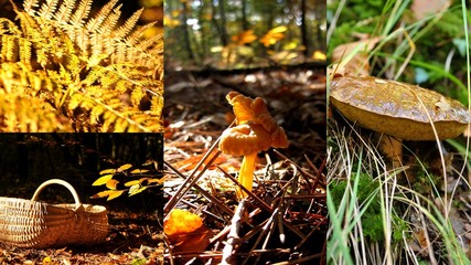 Cueillette des champignons © Frédéric Massard