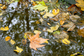 Herbst