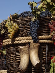 Cesto de vendimia en Toro (Zamora)