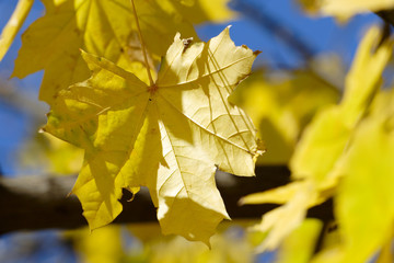 yellow leaves