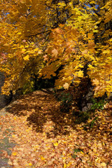 yellow autumn tree