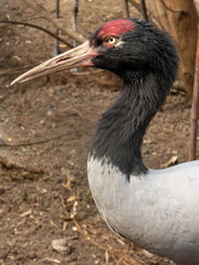 Fototapeta premium Crane