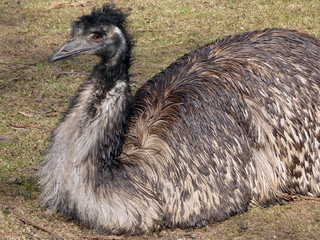 Ostrich emu