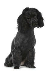 Black poodle sitting on white background