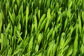Fototapeta na wymiar Close-up of light green grass