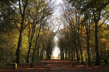 Naklejka premium Forêt