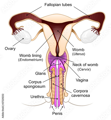 Diagram Of Intercourse 78